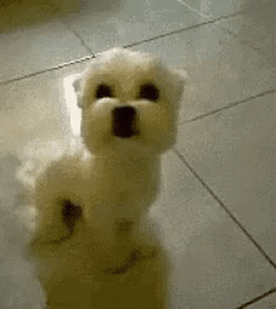 Small White Dog Standing On Hind Legs GIF