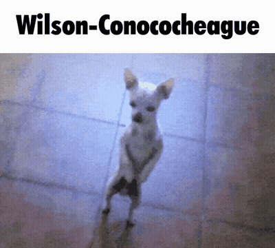 Small White Dog Standing On Hind Legs Wilson-Conococheague GIF