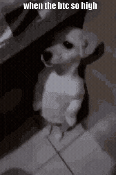 Small White Dog Standing On Tiled Floor With Caption When The BTC So High GIF