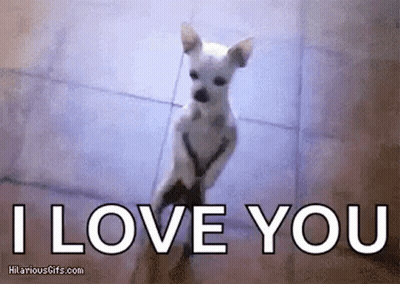 Small White Dog Standing Saying I Love You GIF