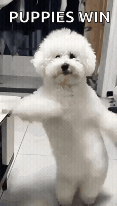 Small White Dog Standing Saying Puppies Win GIF