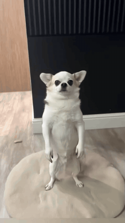 Small White Dog Standing Up GIF