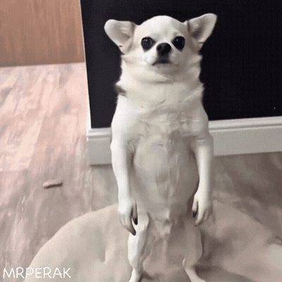 Small White Dog Standing With Mrperak GIF