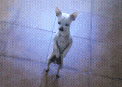 Small White Dog Standing GIF