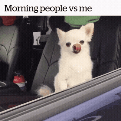 Small White Dog Sticking Tongue Out Car Window GIF