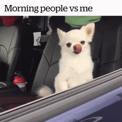 Small White Dog Sticking Tongue Out In Car Morning People Vs Me GIF
