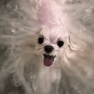 Small White Dog Taking A Bath GIF