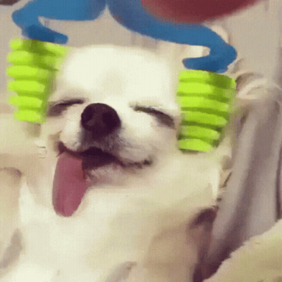 Small White Dog Tongue Out Brushed With Green Toothbrushes GIF