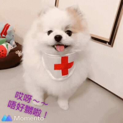 Small White Dog Wearing Cross Bandana GIF