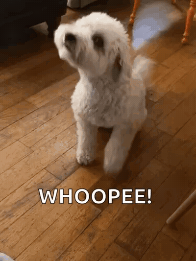 Small White Dog Whoopee GIF
