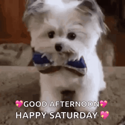 Small White Dog With Blue Bow Tie Saying Good Afternoon Happy Saturday GIF