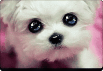 Small White Dog With Blue Eyes GIF