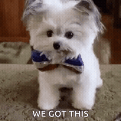 Small White Dog With Bow Tie GIF