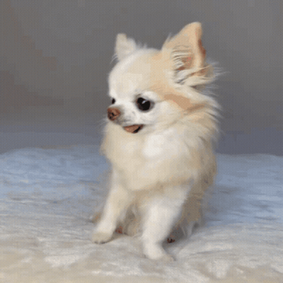 Small White Dog With Brown Nose Sitting On Blanket GIF