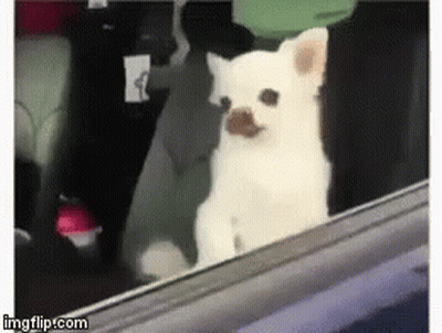 Small White Dog With Mustache Sitting In Back Seat Of Car GIF