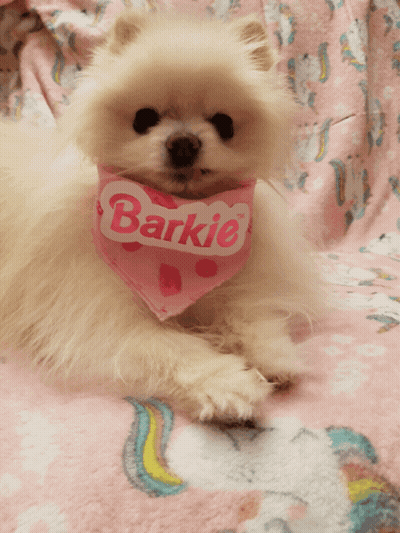 Small White Dog With Pink Barkie Bandana GIF