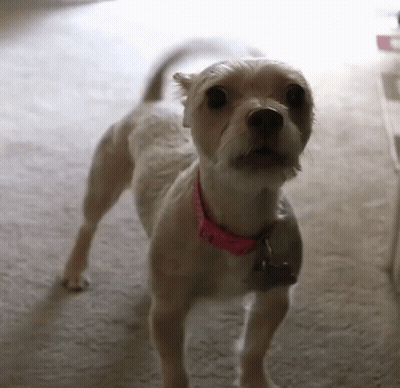 Small White Dog With Pink Collar GIF