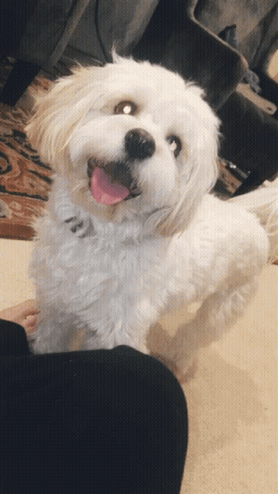 Small White Dog With Pink Tongue Sticking Out