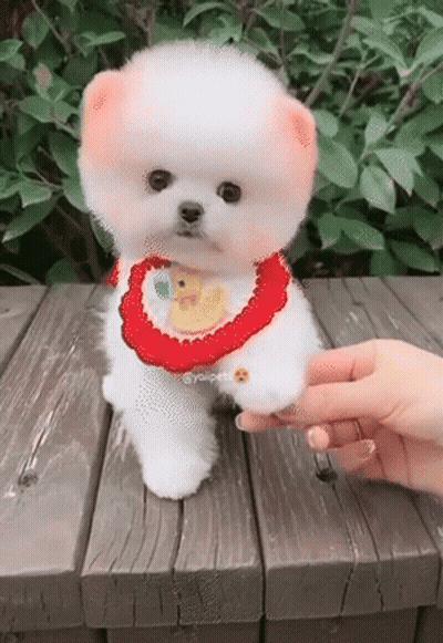 Small White Dog With Red Scarf On Wooden Table GIF