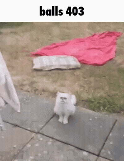 Small White Dog With Sunglasses Balls 403 GIF
