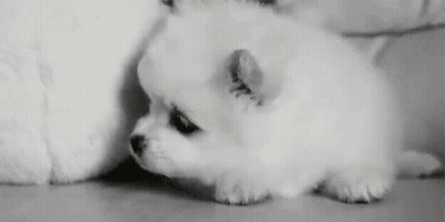 Small White Dog With White Cat In Black And White GIF
