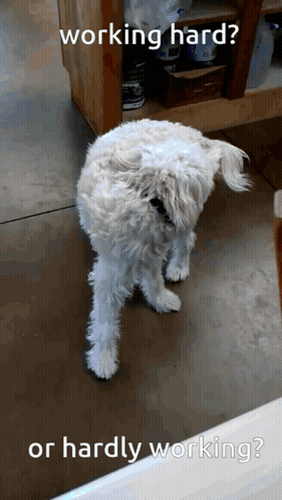 Small White Dog Working Hard GIF