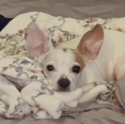 Small White Dog Wrapped In Floral Blanket GIF