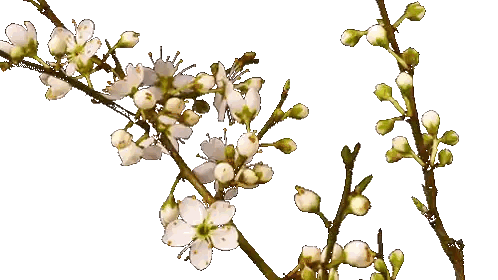 Small White Flowers With Green Centers Sticker