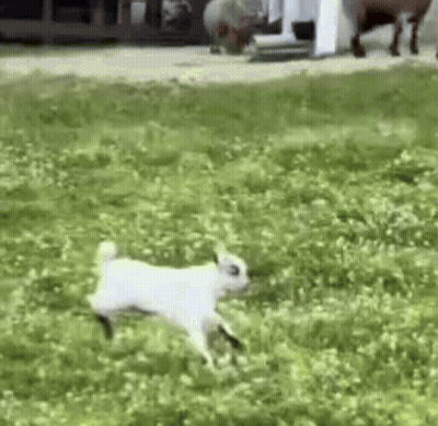 Small White Goat Running Through Green Field GIF