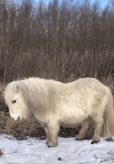 Small White Horse Standing In Snow Near Forest GIF
