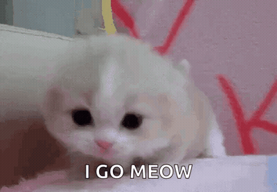 Small White Kitten Saying I Go Meow GIF