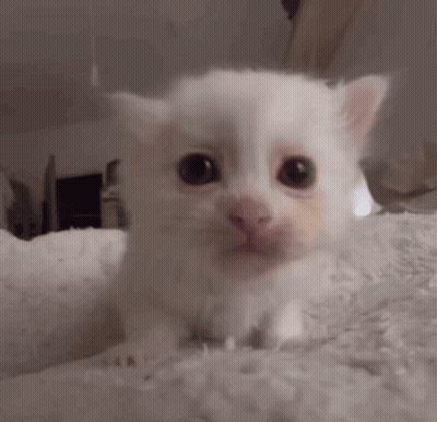 Small White Kitten Sitting On White Blanket Looking At Camera GIF