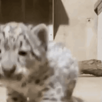 Small White Leopard Cub Sitting On Table GIF