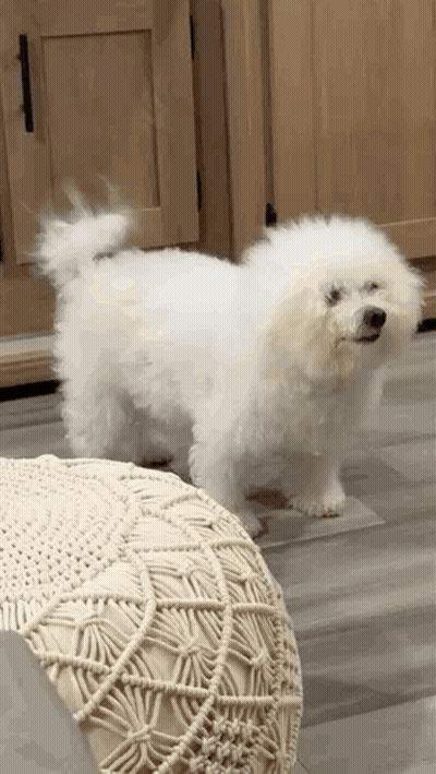 Small White Poodle Next To White Ottoman GIF