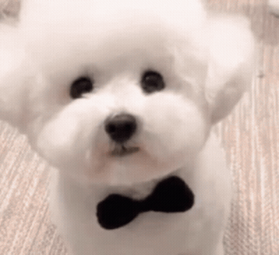 Small White Poodle With Black Bow Tie GIF