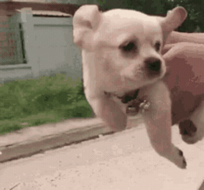 Small White Puppy Being Held GIF