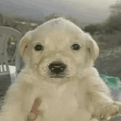 Small White Puppy In Hand GIF