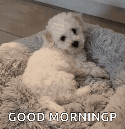 Small White Puppy Laying On Fluffy Blanket Saying Good Morning GP GIF