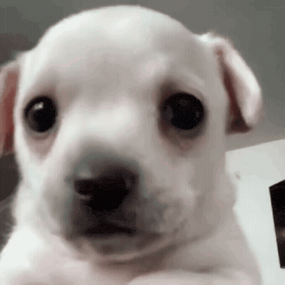 Small White Puppy Looking At Camera GIF