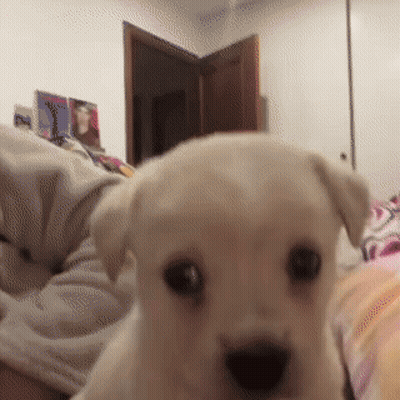 Small White Puppy Looking At Camera GIF