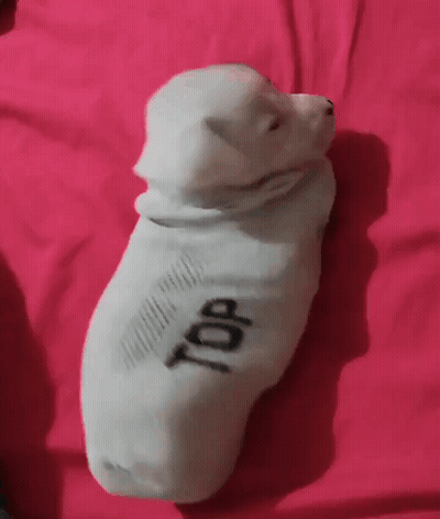 Small White Puppy Wrapped In Blanket Saying Top GIF