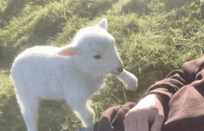 Small White Sheep Standing Next To Person GIF