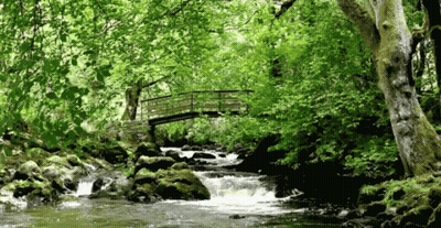 Small Wooden Bridge Over River In Forest GIF