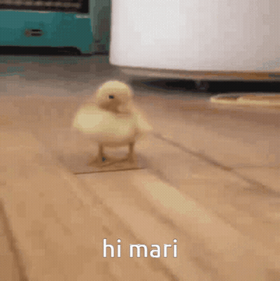 Small Yellow Chicken Walking Hi Mari GIF