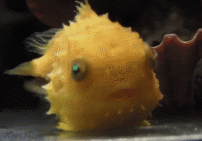 Small Yellow Fish With Green Eye Swimming GIF