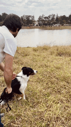 Smart Border Collie Dives Into Lake GIF