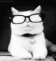 Smart Cat With Glasses GIF