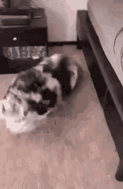 Smile Dog GIF