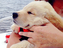 Smiley Dog On Boat GIF