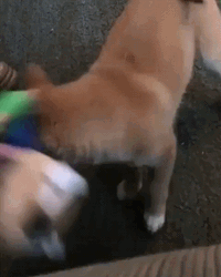 Smiley Dog Playing Tug GIF